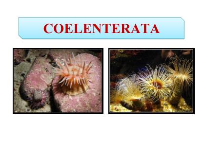 Cổ sinh vật học - Coelenterata