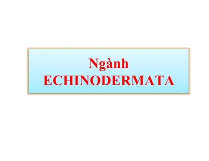 Cổ sinh vật học - Ngành echinodermata