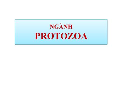 Cổ sinh vật học - Ngành Protozoa