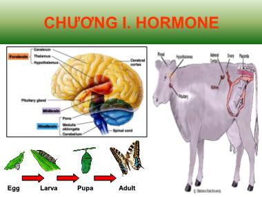 Hóa sinh động vật - Chương I: Hormone