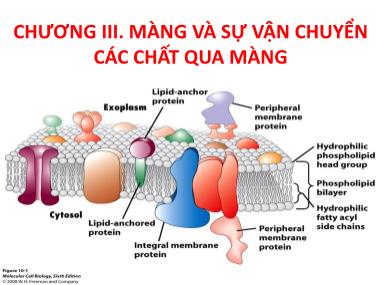 Hóa sinh động vật - Chương III: Màng và sự vận chuyển các chất qua màng