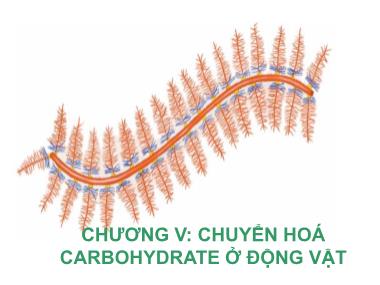 Hóa sinh động vật - Chương V: Chuyển hoá carbohydrate ở động vật