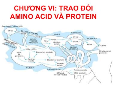 Hóa sinh động vật - Chương VI: Trao đổi amino acid và protein