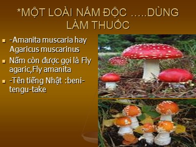 Một loài nấm độc dùng làm thuốc