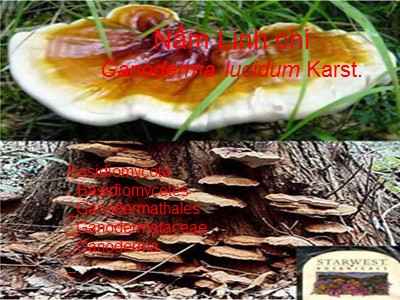 Nấm Linh chi (Ganoderma lucidum Karst)