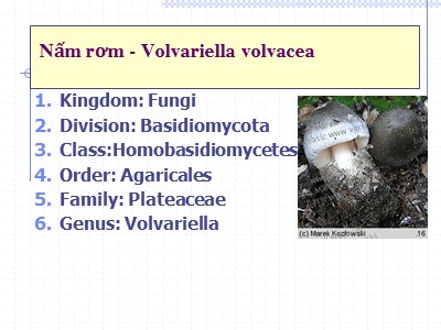 Nấm rơm - Volvariella volvacea