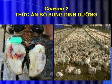 Phân loại thức ăn và phụ gia - Chương 2: Thức ăn bổ sung dinh dưỡng