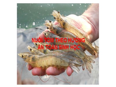 Bài giảng Dạy nghề - Nuôi tôm theo hướng an toàn sinh học