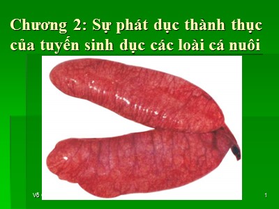 Bài giảng Kỹ thuật sản xuất cá giống - Chương 2: Sự phát dục thành thục của tuyến sinh dục các loài cá nuôi