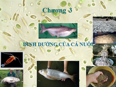 Bài giảng Kỹ thuật sản xuất cá giống - Chương 3: Dinh dưỡng của cá nuôi